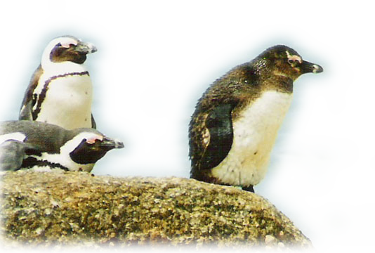 Pinguine am Strand